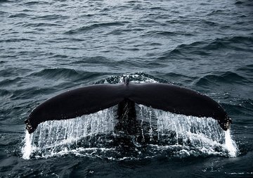 Почему киты такие большие