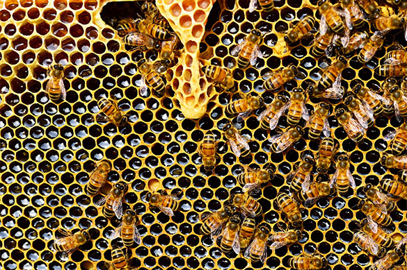 Europe needs to take urgent measures to save its bees before it's too late. 61559.jpeg