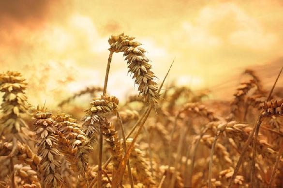 Russia's wheat harvest crushes US farmers. 61564.jpeg