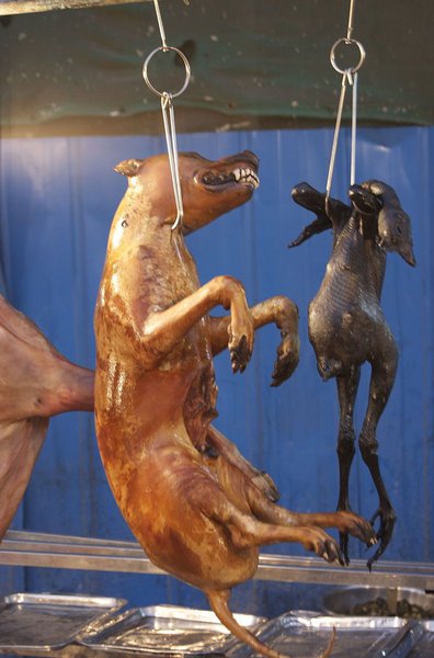 Yulin, China: Where dogs are tortured to death and eaten. 62570.jpeg