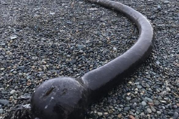 Gigantic black sea snakes washed ashore in Russia&rsquo;s Chukotka. 61633.jpeg