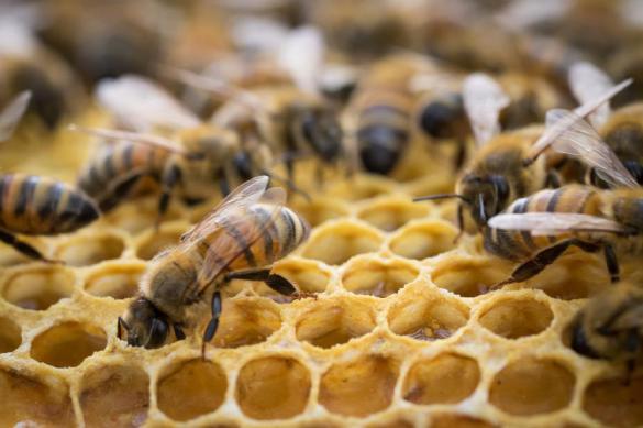 Bee flu reaches Russia, heralds major global food crisis. 63652.jpeg