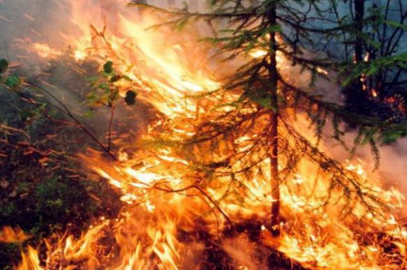 Inferno in Siberia: 4.5 million hectares of woods on fire. 63743.jpeg
