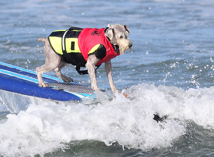 dogs-like-surfing-too