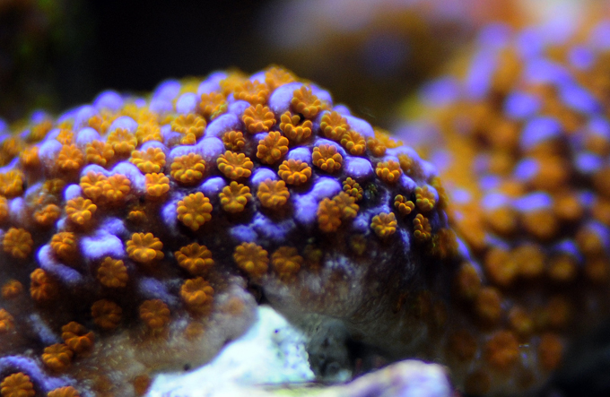 Corals as pets all the rage in the UK