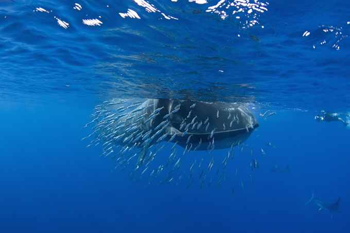 Bryde's Whale feasting on sardines