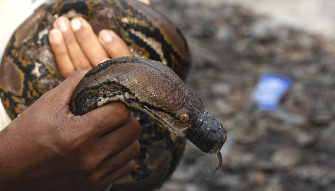 Snake slaughterhouse in Indonesia