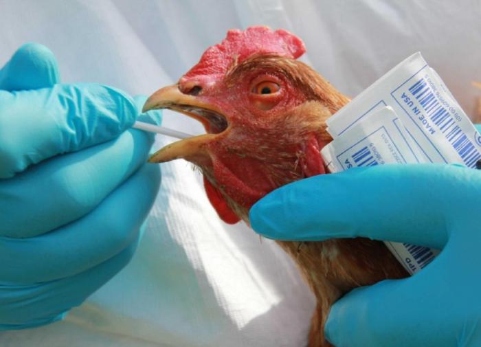 Russian scientists detect world's firstever infection with A(H5N8
