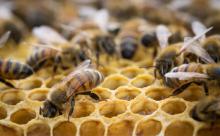 Bee flu reaches Russia, heralds major global food crisis
