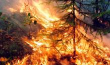 Inferno in Siberia: 4.5 million hectares of woods on fire